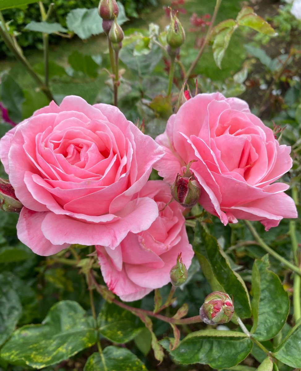 Wishing you a fabulous Friday. #FridayFeeling