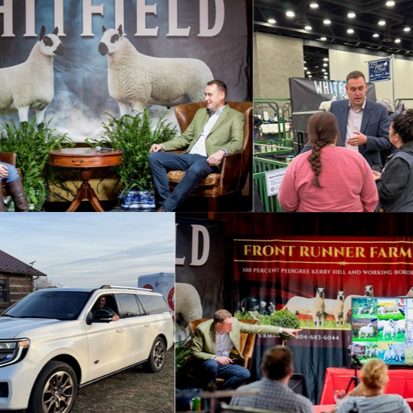 British Wool tweet media