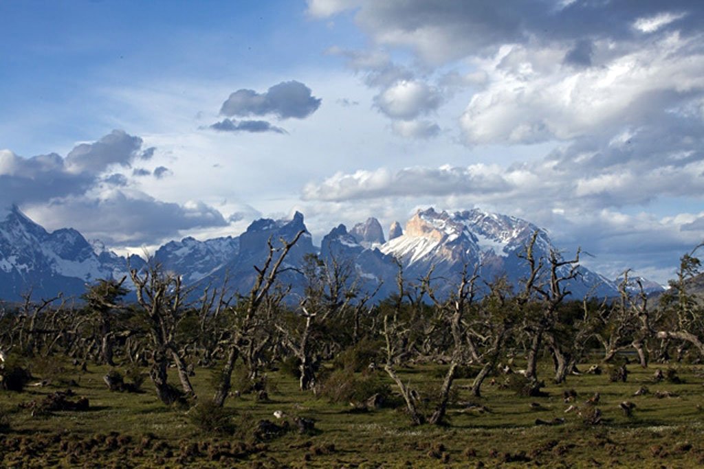 Chile:Los bosques nativos de Torres del Paine afectados por el incendio provocado por un turista israelí en enero de 2011. Foto: verdesero.com