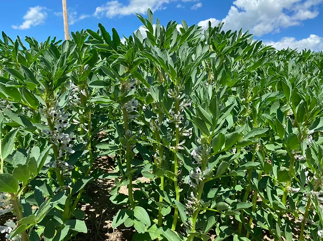 Fabelle Fababean is a medium-sized fababean with low tannins and high yields. Developed by DL Seeds in Manitoba, Fabelle Fababean is a low vicine/convicine fababean that fits well in the growing food and feed markets. seednet.ca/fabelle
