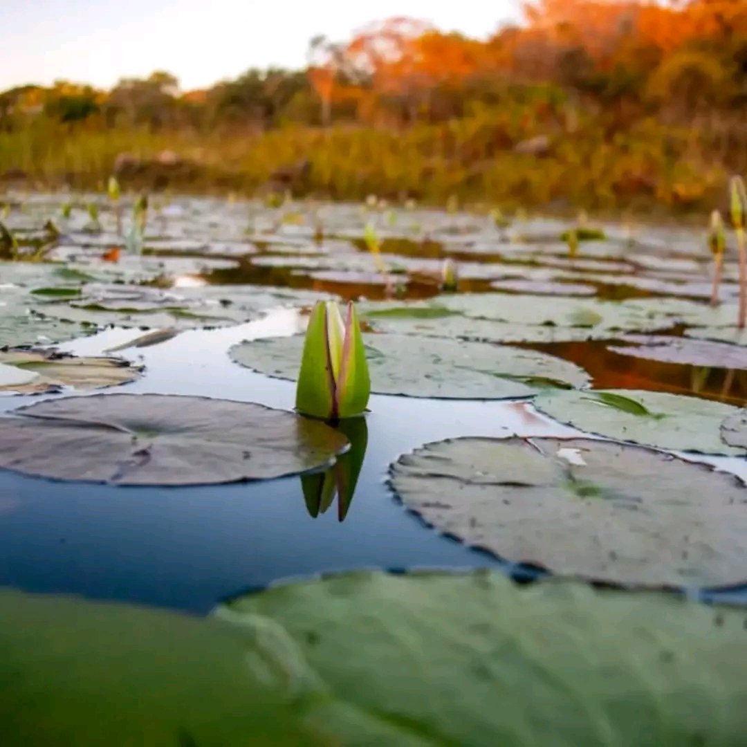 Hillside Dams Conservancy 📍Bulawayo 💦🐟🦋🌵🌾🍷🥂