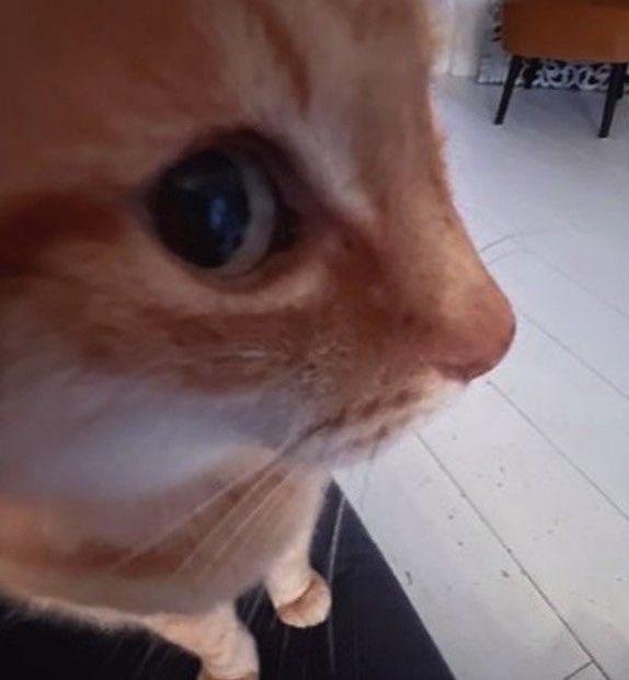 kulwichyuu's tweet image. meow meow meow meow