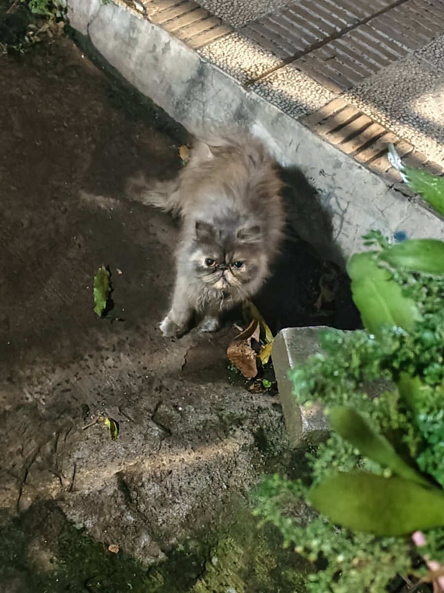 Fixesbug404's tweet image. 