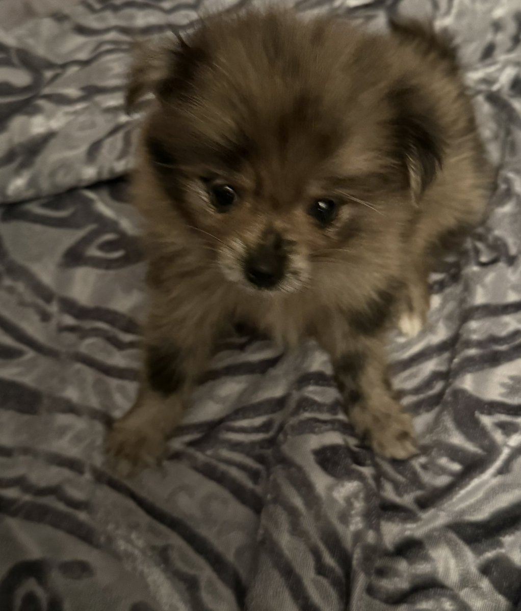 stormypepebry2's tweet photo. Welcome home little one 🥹🩷 Still not sure on her name. She was not home long before she decided it was nap time https://t.co/qSWu5CuYcd