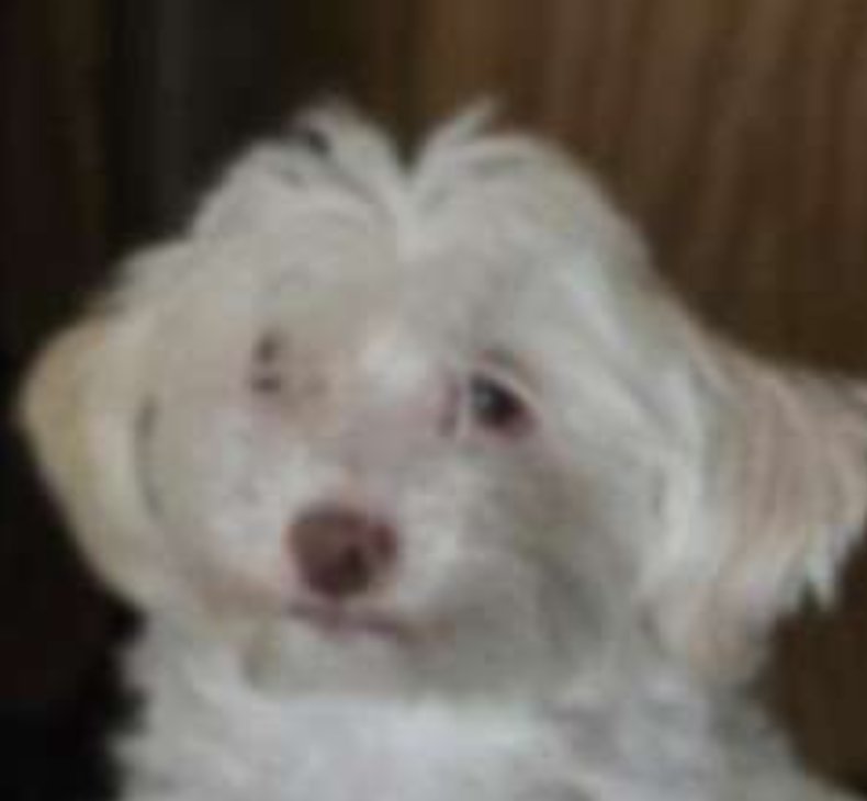 DukeofMac's tweet image. There will be spandex jackets. One for everyone.