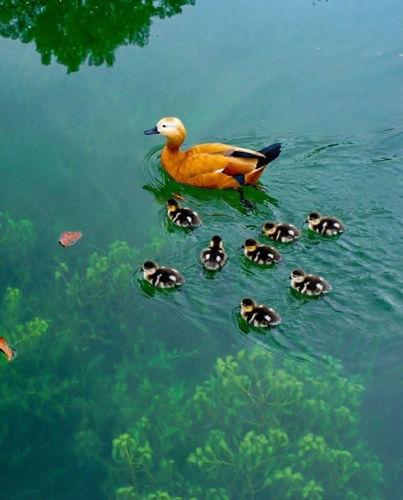 Naturelenses's tweet photo. Witness the beauty of motherhood in the wild! This ruddy shelduck guides her eight fluffy ducklings through pristine waters, a perfect symbol of family unity and protection.🦆💚
#CuteAnimals #Wildlife #NaturePhotography #DucksOfTwitter #BirdWatching #FamilyGoals #ViralNature https://t.co/7r5PuhTibA