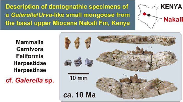 FossilJapan's tweet photo. PR PUB. INF.
A Galerella-like small mongoose from ca. 10 Ma of Kenya
Takehisa Tsubamoto, Yutaka Kunimatsu, Masato Nakatsukasa
https://t.co/IuDH5XjHCu https://t.co/zh674CIFNe