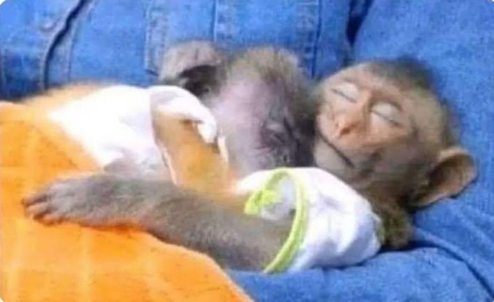 xotasagrada's tweet image. "não suporto grude"

eu e meu docinho: