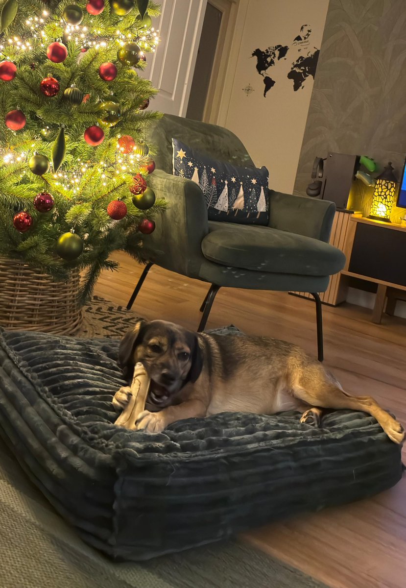 Biri burada diğeri Hollanda'da sıcacık yuvalarındalar. Arkamızı dönüp gitmediğimizde hayatları bu kadar değişebiliyor işte.