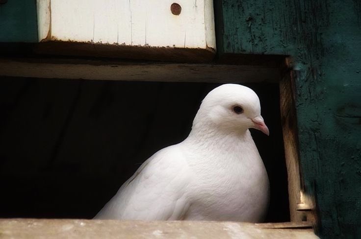 «هي تعرفُ أن أجنحتُها يُمكن أن تَحمِلُها بعيدًا، 
—لكنها أختارت طيِّها عند بابك.»
She knows her wings could carry her far"
"yet، she chose to fold them at your door