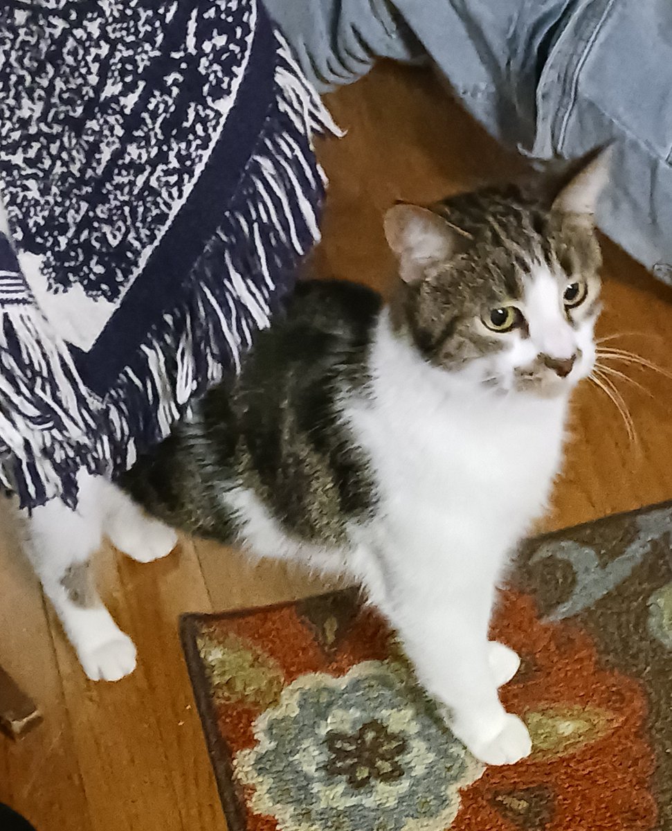 Our new cat- "Sundae" 
#CatsOfTwitter #CatsOnX