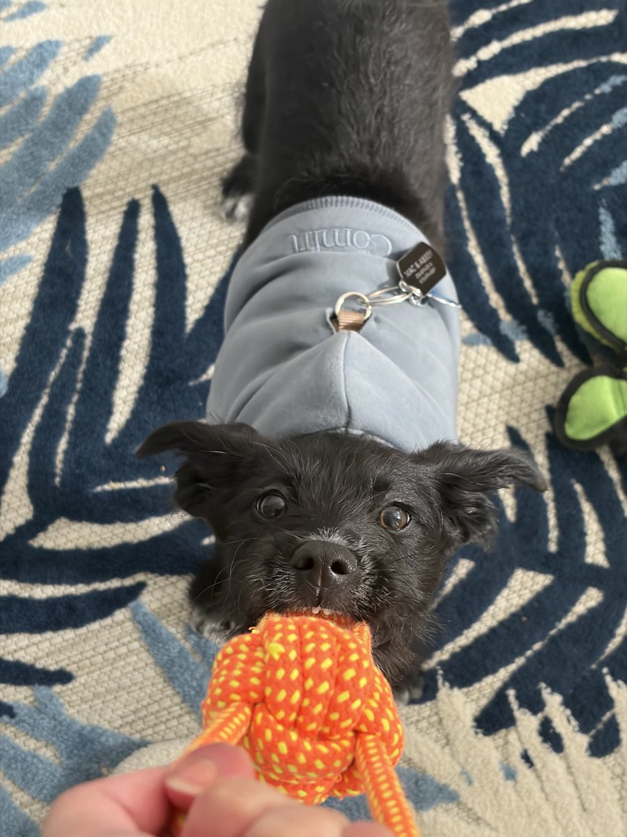 crazy i never posted Duke here 🐕‍🦺💙

15% off Comfrt discount link in bio 🤪