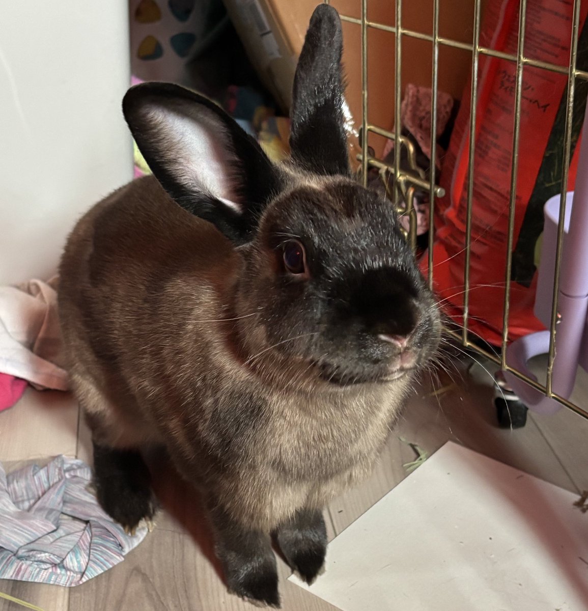 Neen 🐰 tweet media