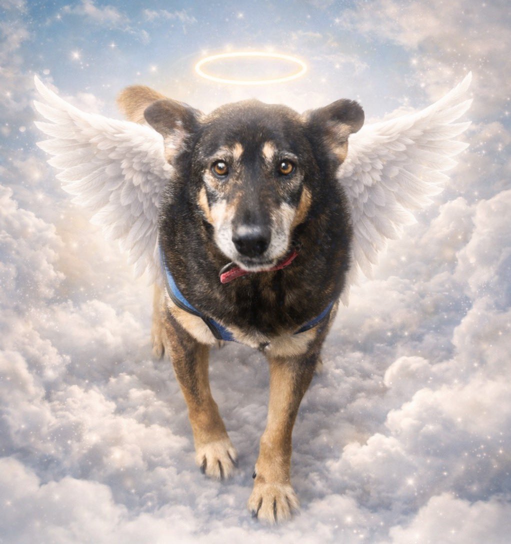 🌈 Hasta siempre, Emilio 🕊️

Hoy despedimos a Emilio.
Se fue viejito, en el refugio, sin haber conocido lo que es una familia propia,
pero rodeado de cuidados, respeto y amor.

Emilio fue parte del refugio, parte de nuestras vidas,
y así lo vamos a recordar siempre.