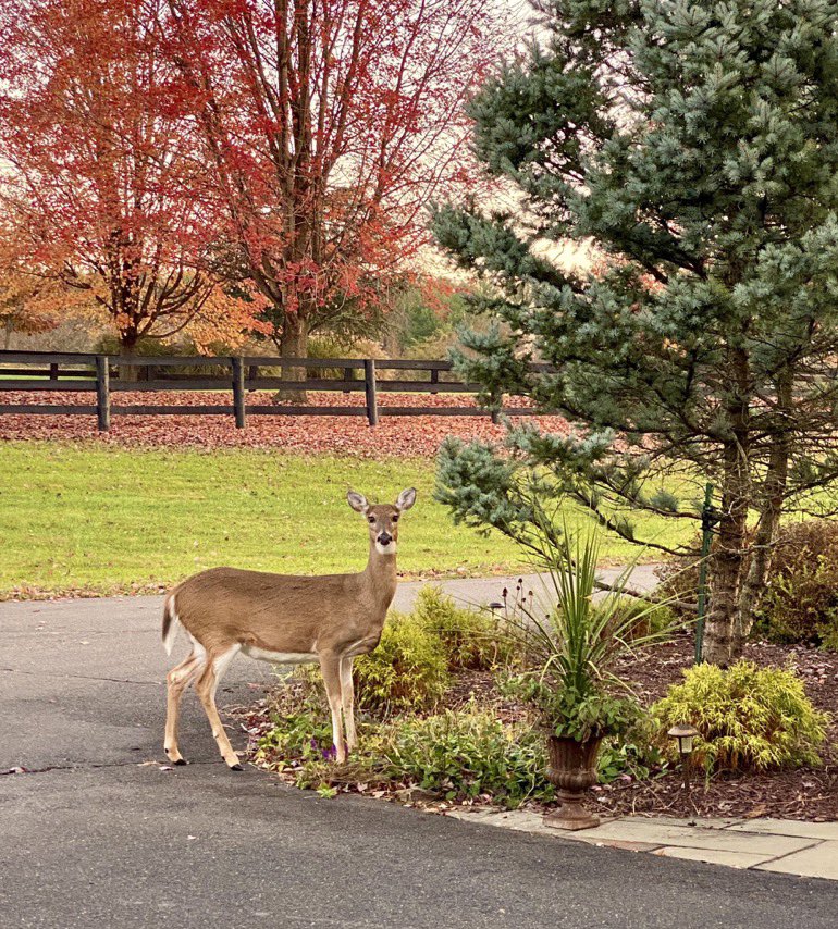 Good Morning May you all get face kisses and tongue lickings from your Fur Children today. It’s the mark of a good Omen and a badge of honor. A face licking is the highest award a Human can receive from a Fur Child. Wear it with honor.