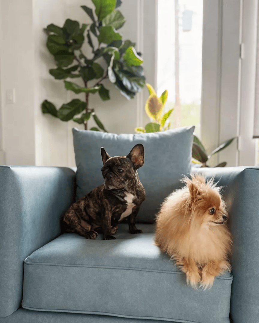 LivingDesignsF's tweet photo. No stains, no stress, just snuggles 🐾  Where style and pet-friendly can actually coexist.🤍

#CustomFurniture #FurnitureDesign #LivingDesignsFurniture #HomeDecor  #HandcraftedFurniture https://t.co/QIBPdWWC42