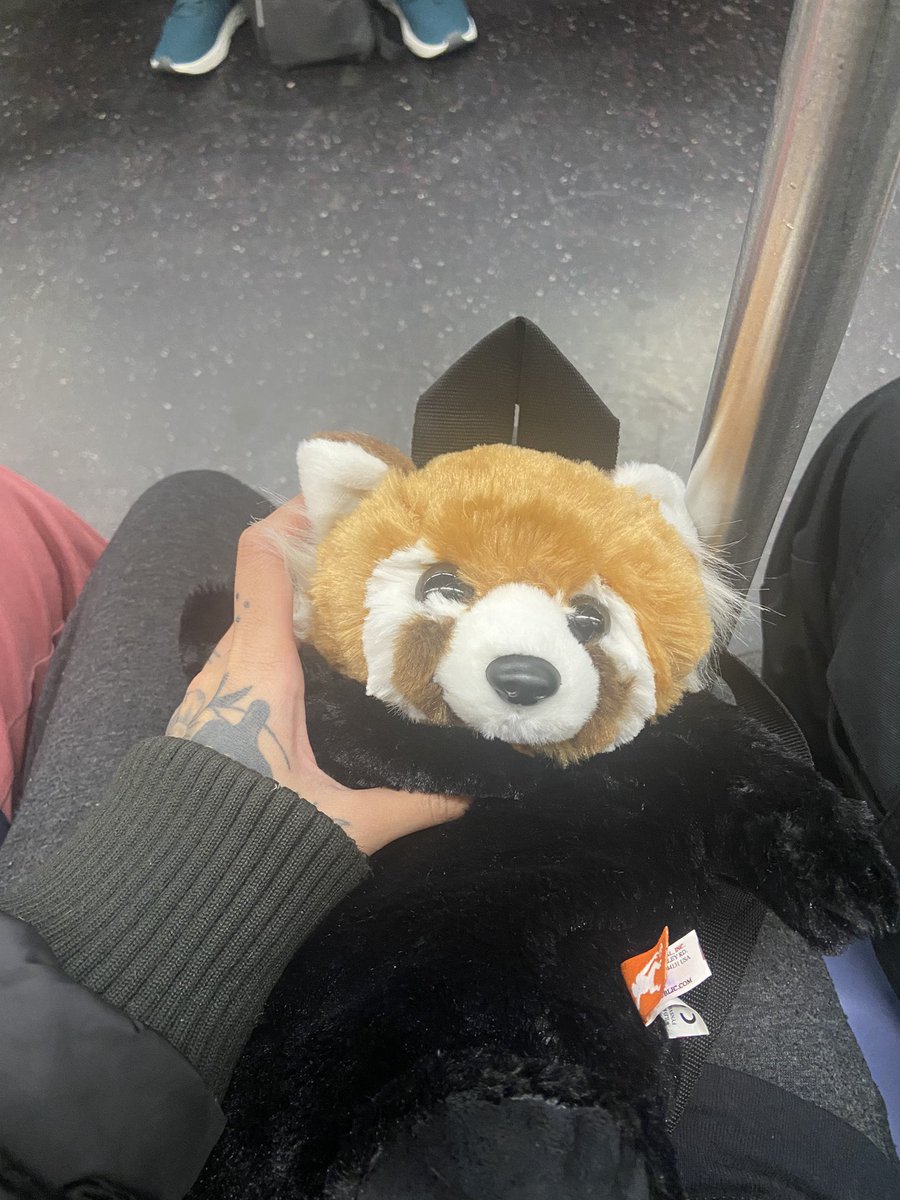 CatFishXP's tweet image. Omw to get sedated for a procedure wish me luck. If u watch my streams i explain what it’s for. Haven’t eaten since 8pm last night for it and i almost blacked out trying to prep 😂 sry i no stream last night i will soon

I brought the red panda with me so i go down in cuteness 😭