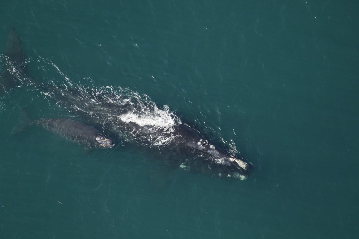 AtlantaCorps's tweet image. A happy Friday in the South Atlantic Division! 
- Mantis, a female Right Whale was seen with her 8th calf in the Charleston District.
- Maj. Cory Bell, Deputy commander of the Jacksonville District, spoke at the Naples Pier groundbreaking.