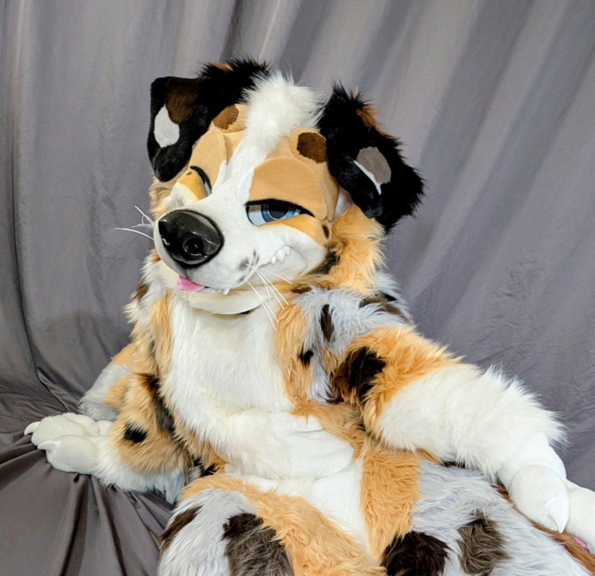 🌶️ Meet Wasabi, the spicy Aussie Shepherd, just in time for #FurtherConfusion2026! Click the link below and submit your best offer NOW for con pickup! Who's adopting this pup? 
#FursuitFriday

morefurless.com/adoptions-wasa…