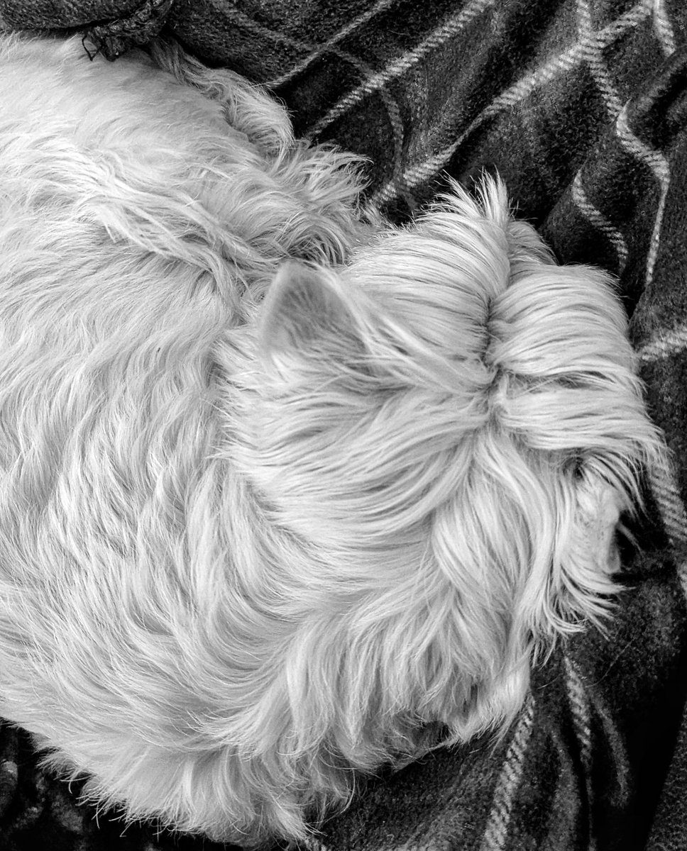 suzanne masters tweet media