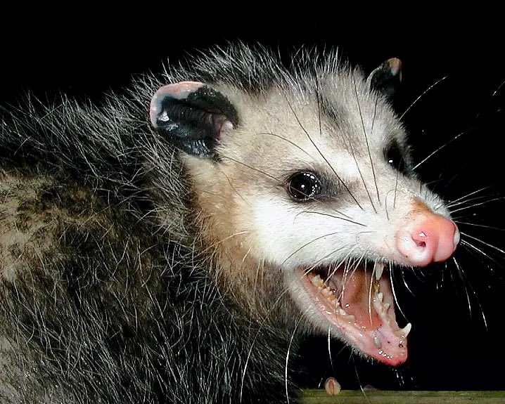 <a href="/BarstoolBigCat/">Big Cat</a>