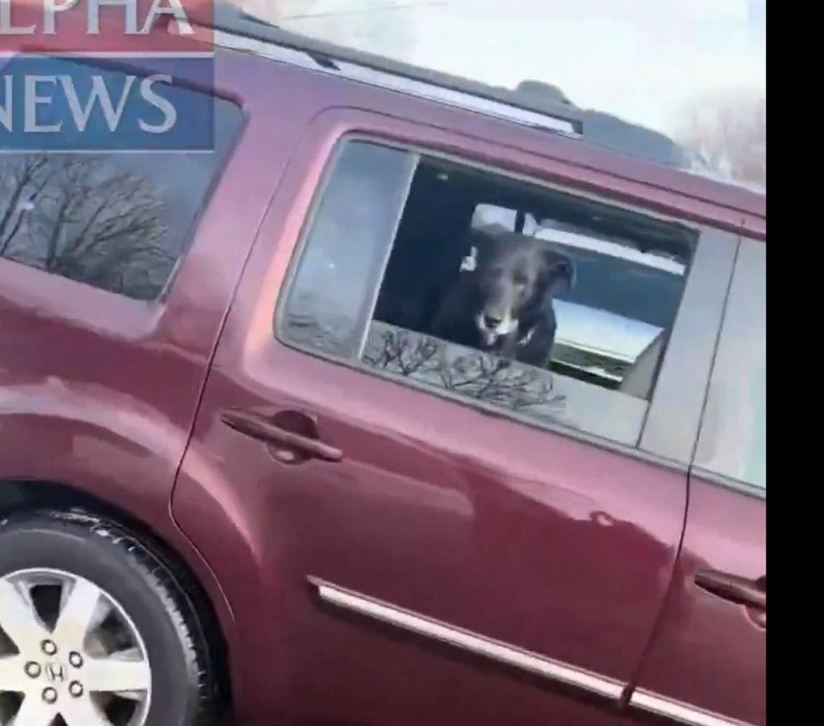 Fulcrumbs44's tweet image. Who heads out the door knowing you are going to create chaos and brings an animal?:????

How effing insane and horrible to put an animal through that.