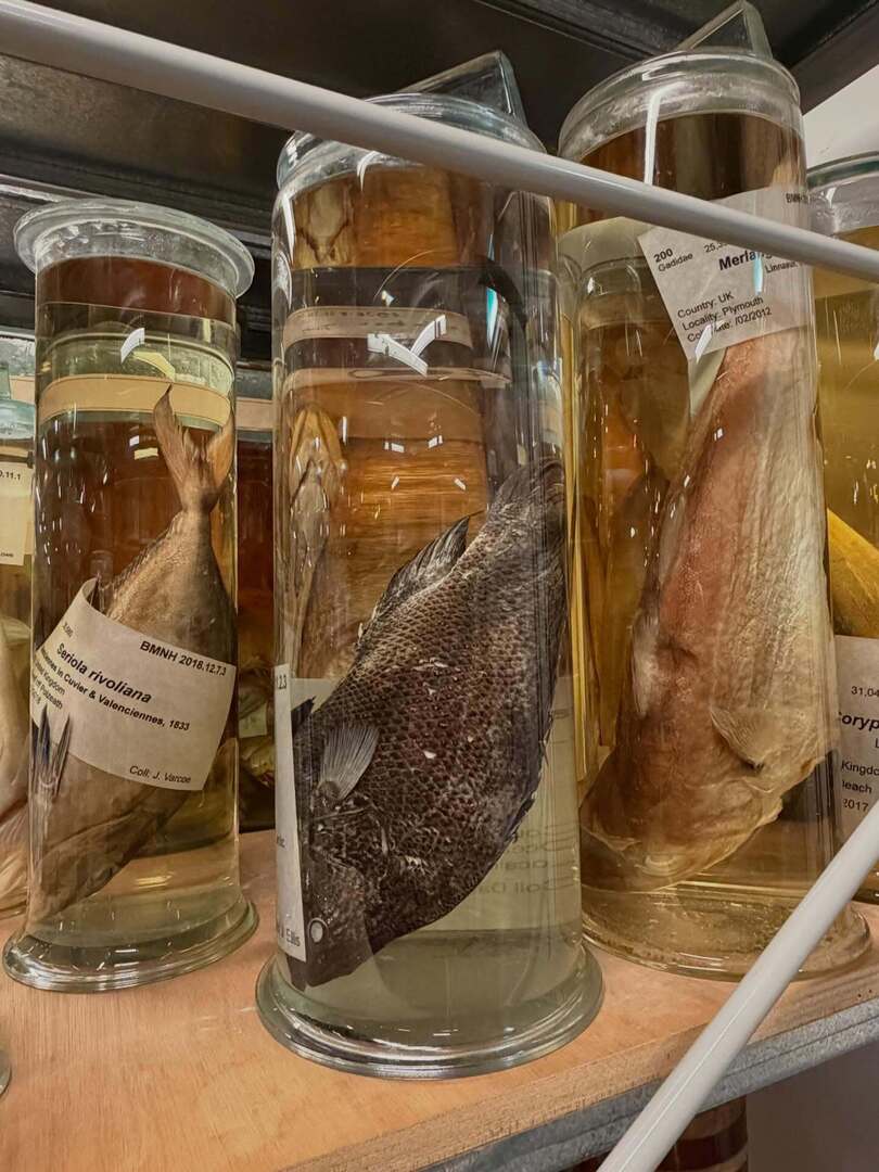 Timothy_Hughes's tweet photo. The Natural History Museum - Behind the scenes tour: Spirit Collection @natural_history_museum @nhmlondon @nhm_london #naturalhistory #naturalhistorymuseum #londonmuseum #museumlondon #behindthescenes #spiritcollection #naturalworld #London #southkensing… https://t.co/ByD9Wt54as https://t.co/EUKqVfy1N2