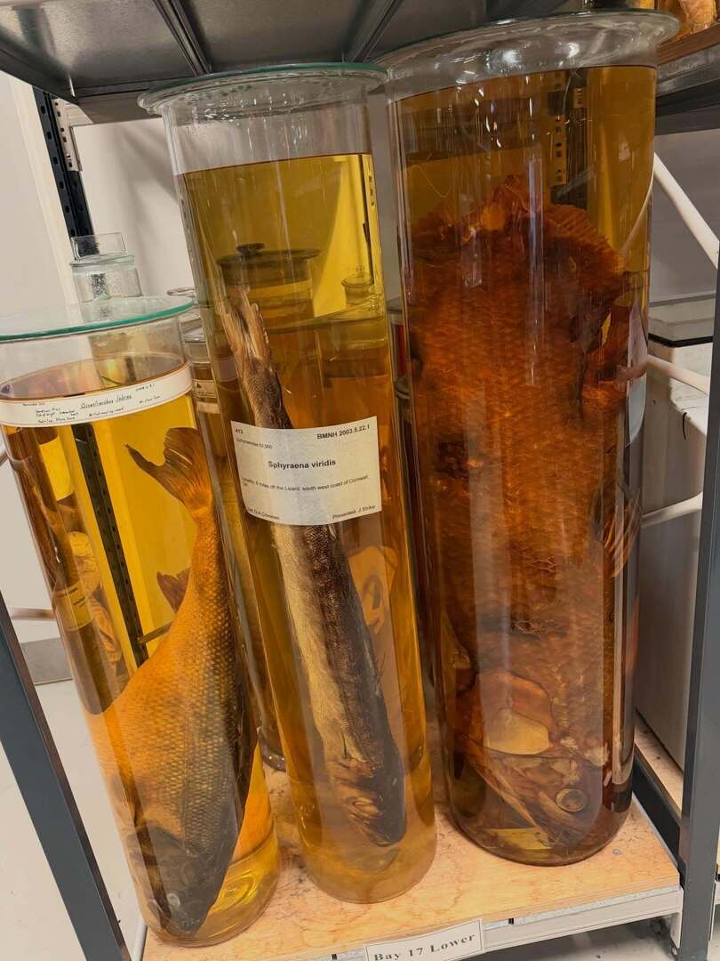 Timothy_Hughes's tweet photo. The Natural History Museum - Behind the scenes tour: Spirit Collection @natural_history_museum @nhmlondon @nhm_london #naturalhistory #naturalhistorymuseum #londonmuseum #museumlondon #behindthescenes #spiritcollection #naturalworld #London #southkensing… https://t.co/RRcsIQipAu https://t.co/LSPTn31SA1
