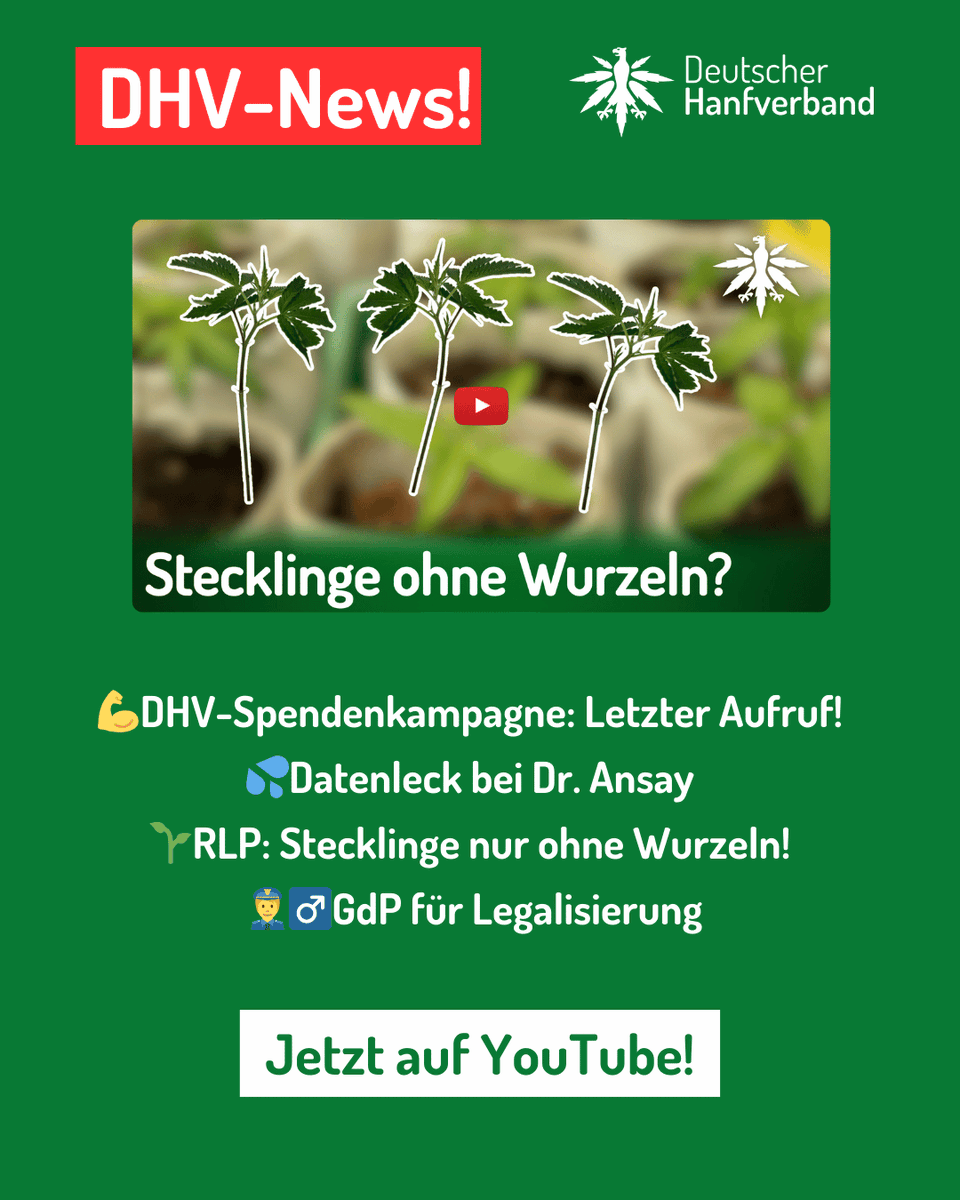 Die DHV-News vom 09.01.2026
💪DHV-Spendenkampagne: Letzter Aufruf! 
💦Datenleck bei Dr. Ansay 
🌱RLP: Stecklinge nur ohne Wurzeln! 
👮‍♂️GdP für Legalisierung
Jetzt auf Youtube! youtu.be/EjfQUvLZ1JE