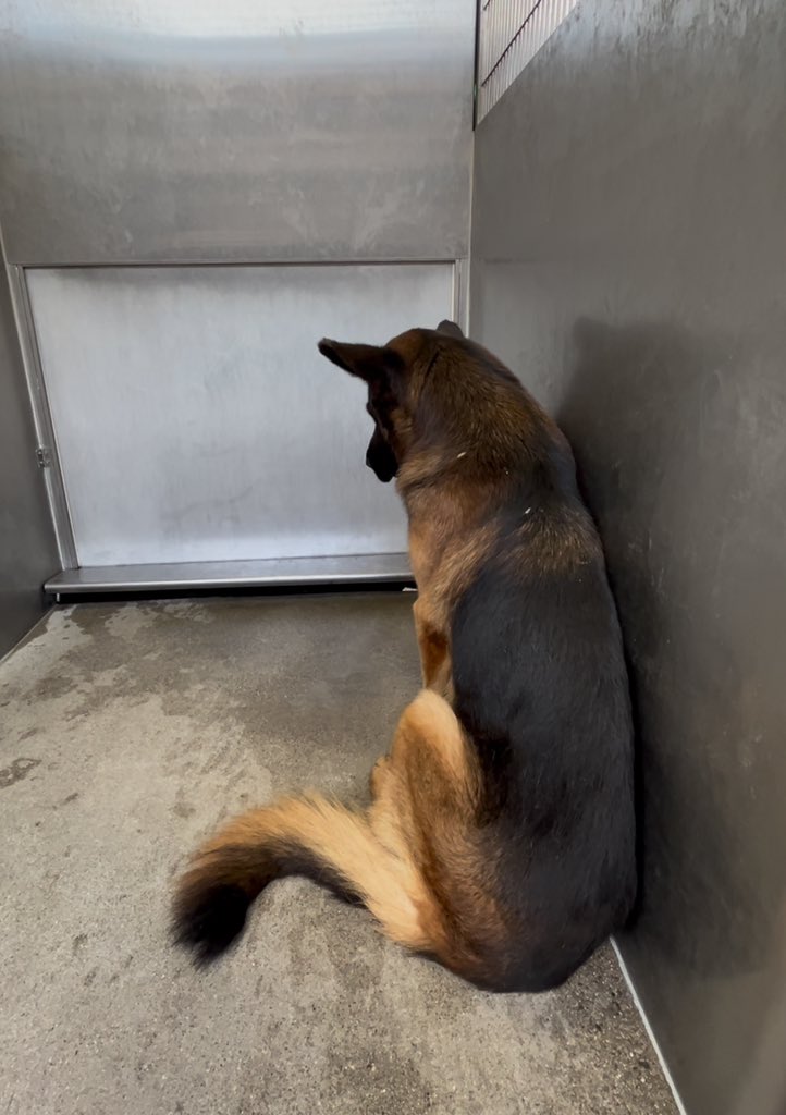 ballsdeepindoge's tweet image. This isn’t one dog.

It’s thousands, sitting in shelters across America, waiting. If you’ve ever thought about adopting… this is your sign.

Go make a friend for life.