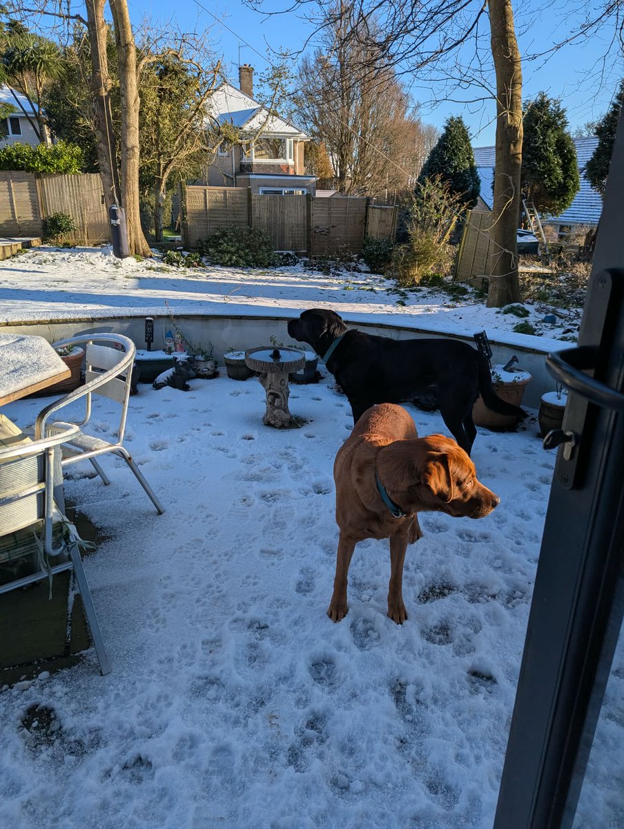 LynnBry29527024's tweet photo. We don't often get snow on the Isle of Man Oscar loves it. Alfie enjoys it but always seems surprised by it. Every time.
Oscar: Mum it's snowing!!! Let's go outside quick!!!
Alfie: Mum. What is this strange white stuff? Why is it cold? (On repeat) #WritingWithLabradors https://t.co/5xqEnVYYeh
