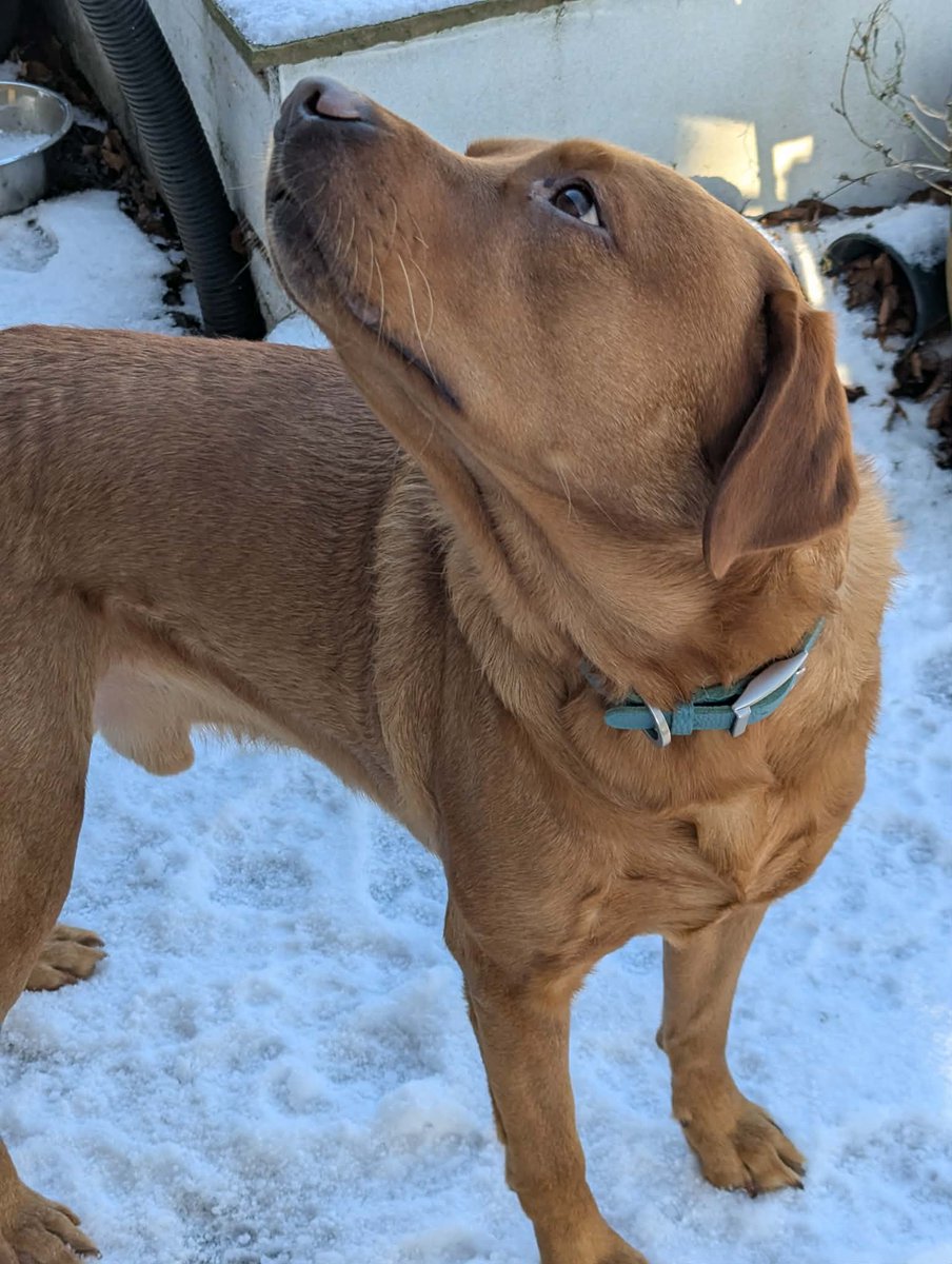 LynnBry29527024's tweet photo. We don't often get snow on the Isle of Man Oscar loves it. Alfie enjoys it but always seems surprised by it. Every time.
Oscar: Mum it's snowing!!! Let's go outside quick!!!
Alfie: Mum. What is this strange white stuff? Why is it cold? (On repeat) #WritingWithLabradors https://t.co/5xqEnVYYeh