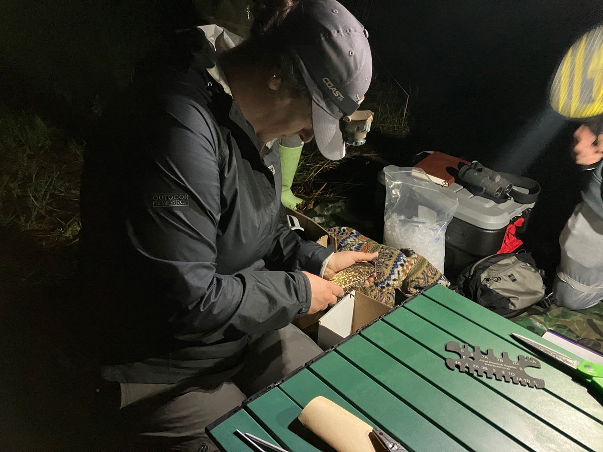 Birds Canada - Ontario Region tweet media