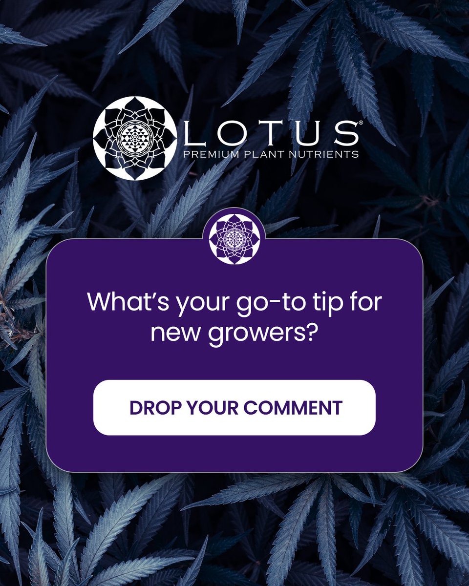 lotusnutrients's tweet photo. There’s no shortcut to experience… But good advice goes a long way.
What’s your go-to tip for new growers? Share below and let’s keep learning from each other 🌱
#LearnToGrow #LotusNutrients https://t.co/wvyNbHV5ja