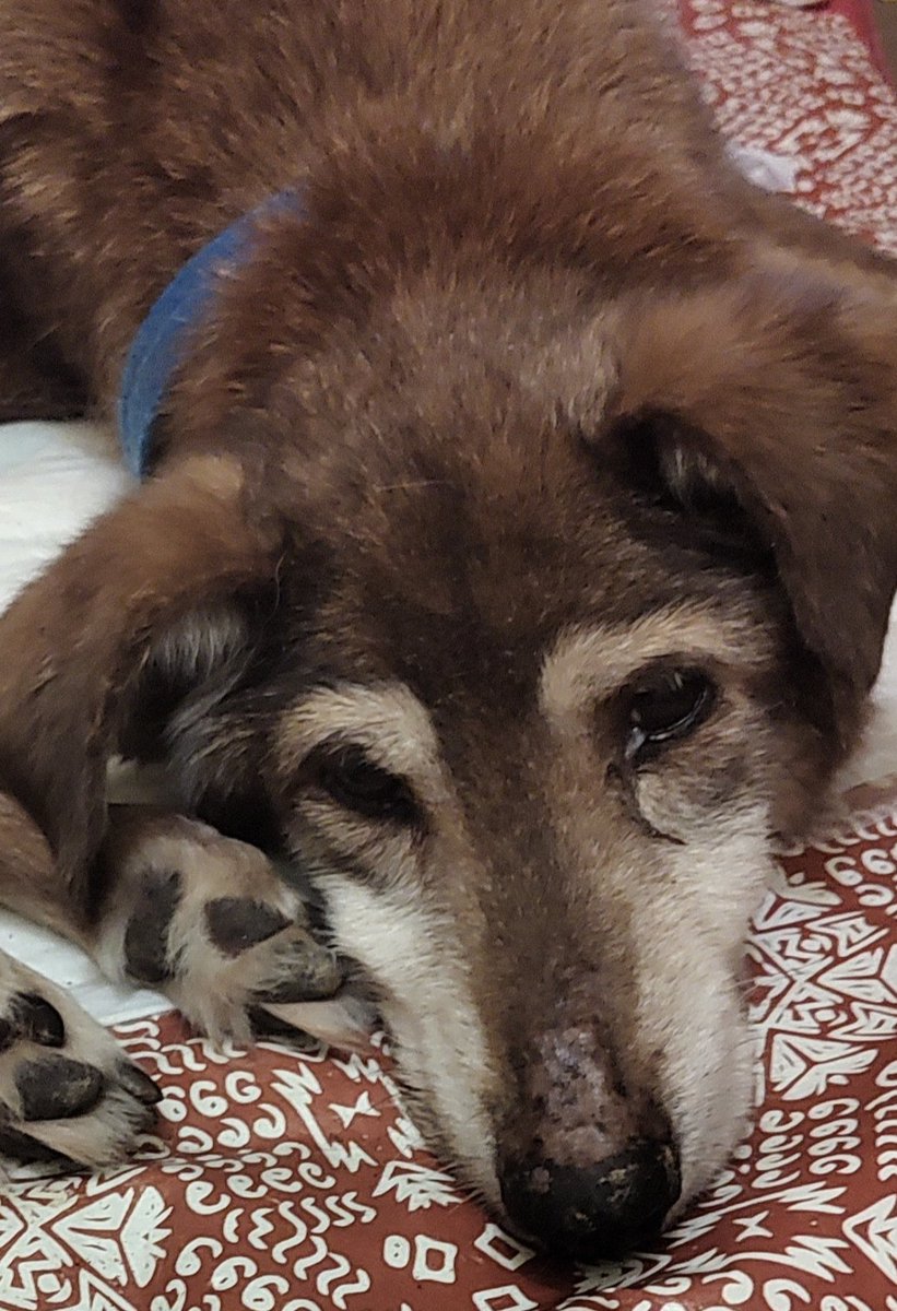 Te despido Pipo 💔, la edad y la leucemia apagaron hoy tu vida.