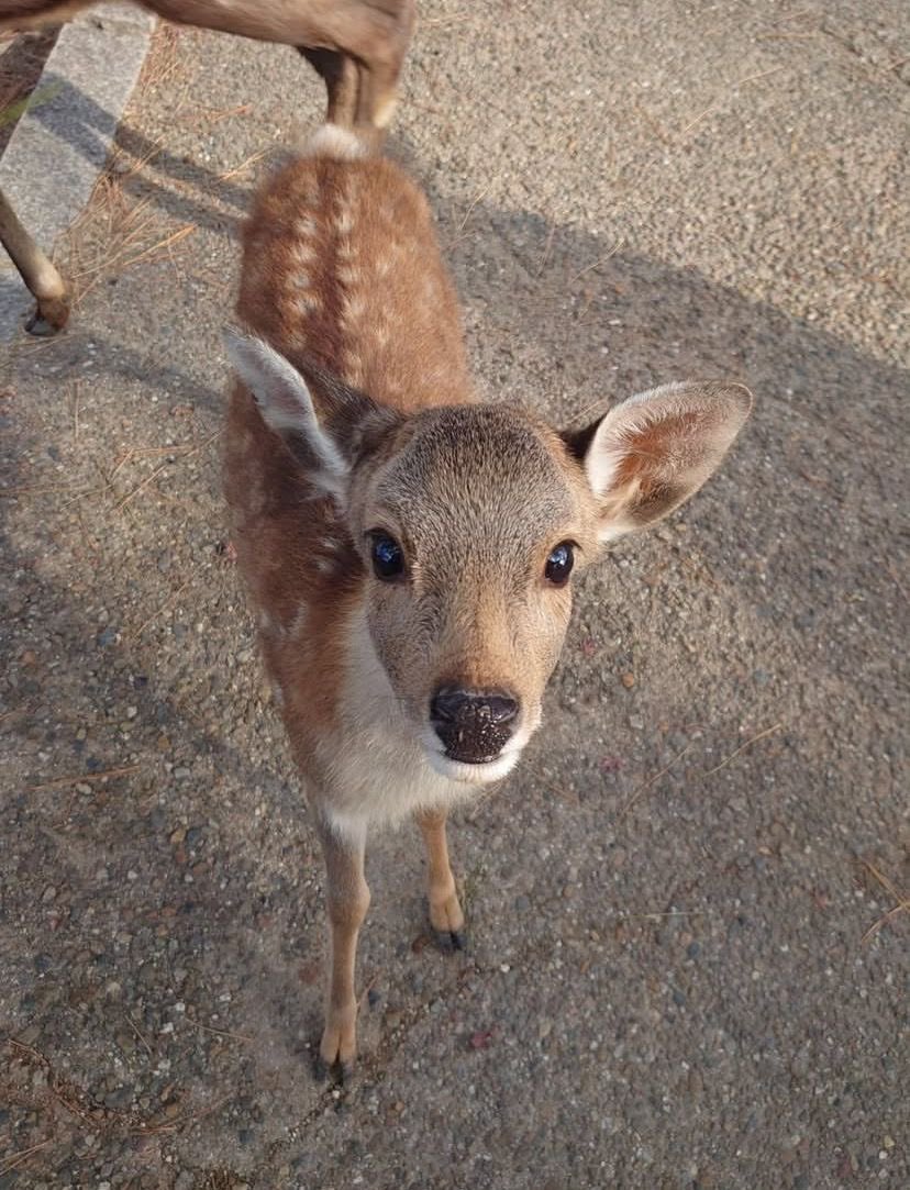 fawns's tweet photo. https://t.co/k6Zs127dVK
