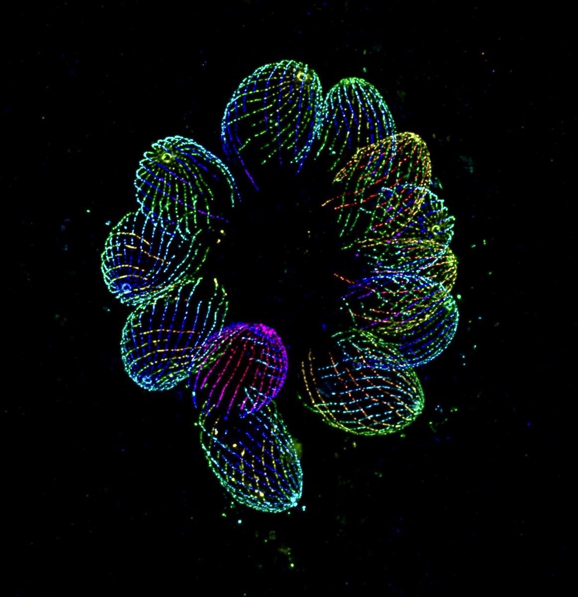 Zachary Sanchez tweet media