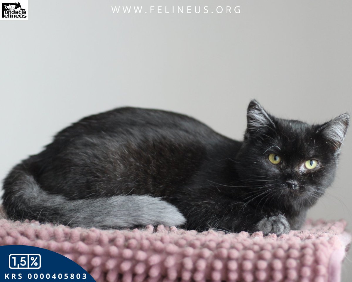 Niesamowita kotka czeka dom ❣️

Dobrawa - piękna koteczka o ubarwieniu karpati, urodzona w lipcu 2025 roku. Dobrawa jest spokojną, grzeczną kotką. Większość swojego życia spędziła na ulicy, w związku z czym nie do końca jeszcze ufa ludziom. Nie jest agresywna, nie drapie, ale