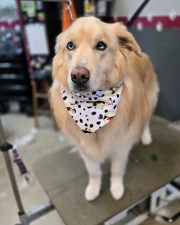 FurtasticPet's tweet photo. This lovely pooch came with a pair of show-stopping eyes that could melt anyone’s heart!  #lakewoodpetgrooming #doggrooming #doggyspa #cutedogs #eyes https://t.co/xS8nFqkNKb https://t.co/wOtsmqGMrU