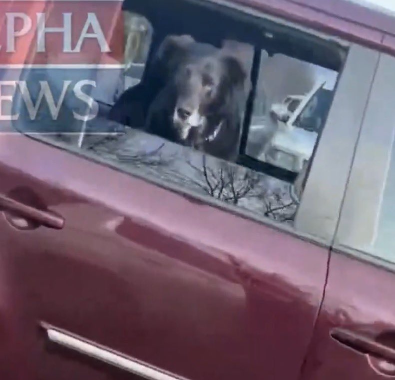 mrideout's tweet photo. @KatiePavlich @KatiePavlich PLEASE FIND OUT IF THIS VERY GOOD PUPPY IS OK! https://t.co/vx9EssrpPQ