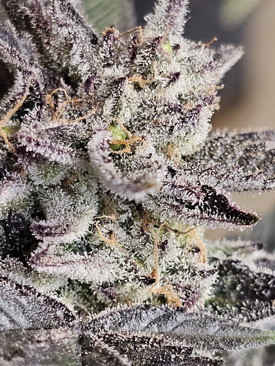 SanctuarySeedbank tweet media