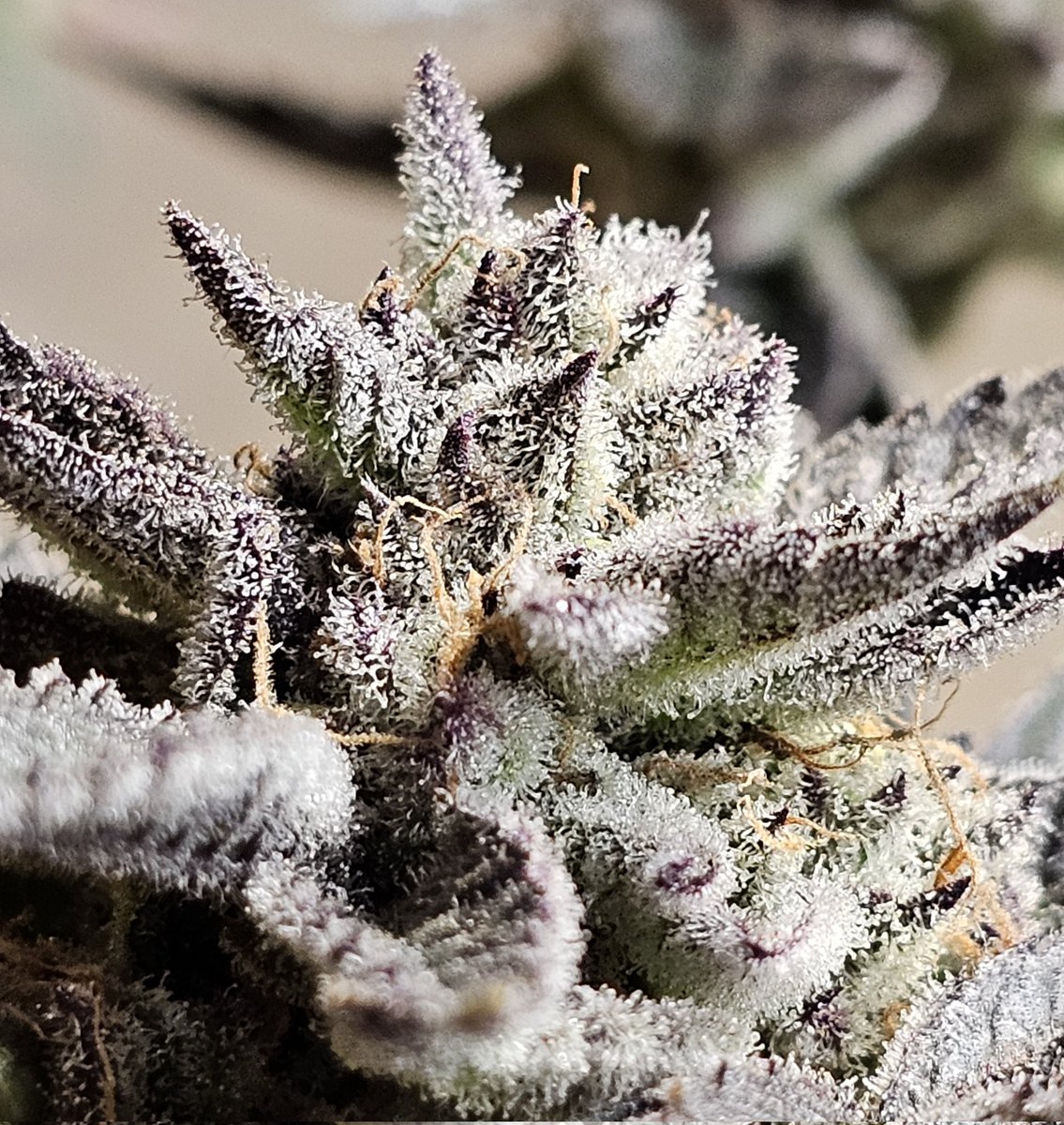 SanctuarySeedbank tweet media