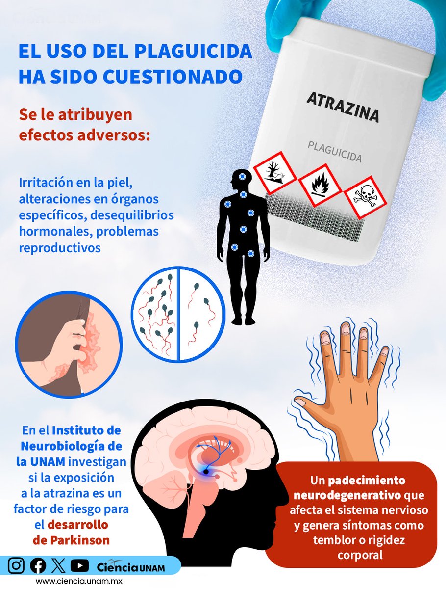 Ciencia_UNAM's tweet photo. Hoy en #CienciaUNAM te contamos sobre la #atrazina, uno de los herbicidas más utilizados en la agricultura global, quien podría estar comprometiendo seriamente nuestra salud neurológica. https://t.co/1urCFhLRBb https://t.co/qbIOBABAGv