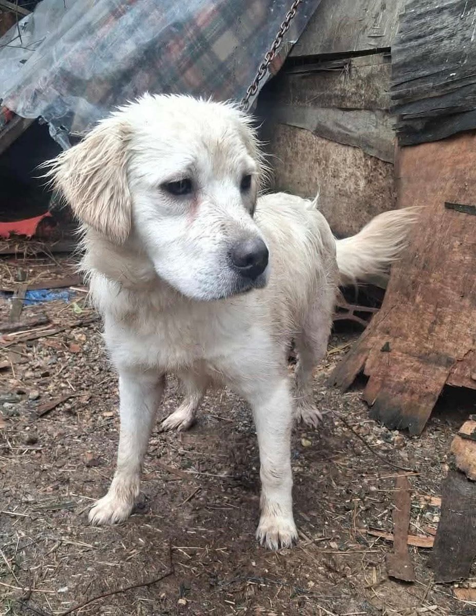 💔💔💔💔URGENT HELP NEEDED💔💔💔💔

We have had 2 cries for help today and we are going to try to help both because we just cannot pick and leave one. 💔

This first one which is this appeal, is for a poor girl tethered to a chain with a wooden make shift roof being the only