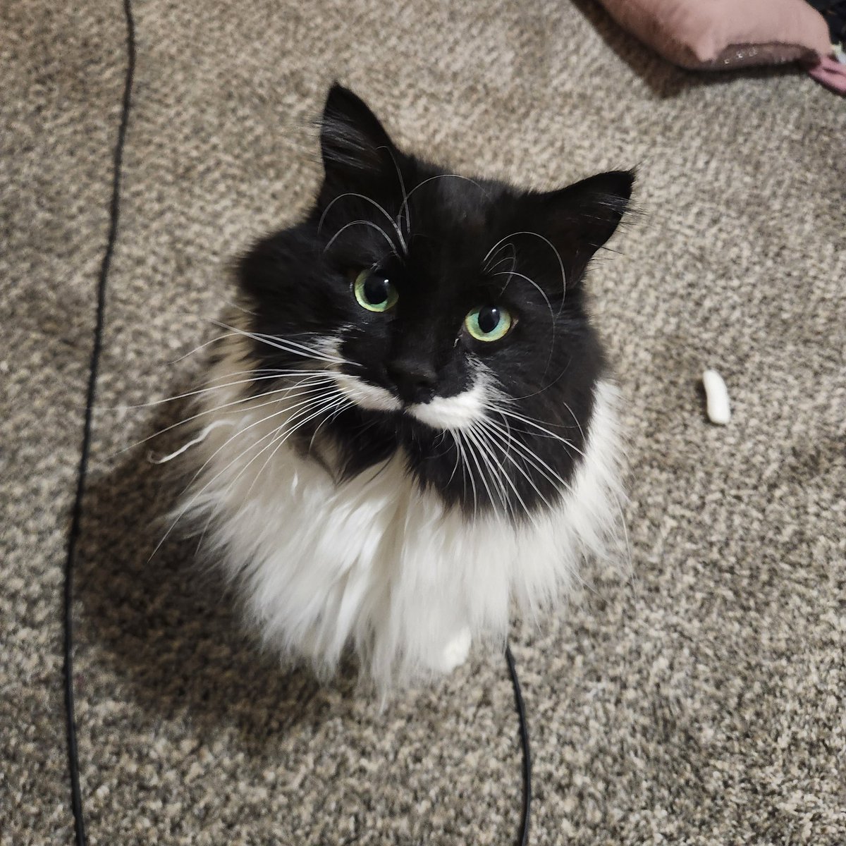 Mastereloading tweet media