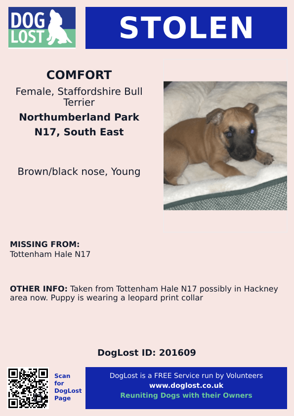 UPDATED TO #STOLEN 

🆘4 JAN 2026 #Lost Comfort #ScanMe  Staffordshire Bull Terrier Female #PUPPY #TottenhamHale #N17  Northumberland Park #GreaterLondon
Taken from Tottenham Hale N17 possibly in #Hackney area now.  Puppy is wearing a leopard print collar doglost.co.uk/dog/201609