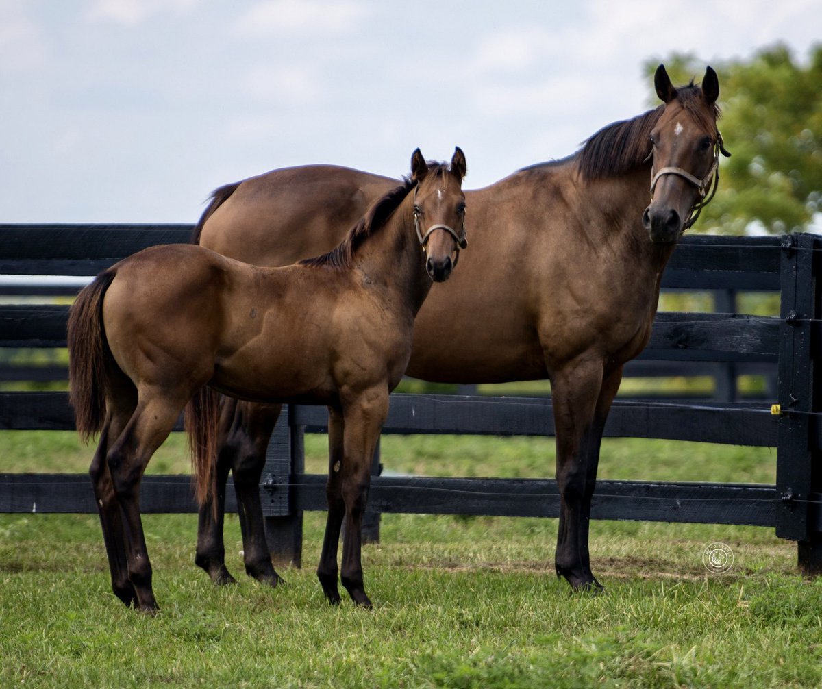 RiverOakFarmKY's tweet photo. From one chapter to the next. Valentine Wish stands as the perfect bookend to her 2025 Nashville colt. 💫
Valentine Wish is the dam of Soleil Volant.

#riveroakfarmky
#kybred
#horses
#horseracing 
#racehorses
#bredtorun
#thoroughbreds
#kentucky
#bloodstock https://t.co/A4M0OBuWA1