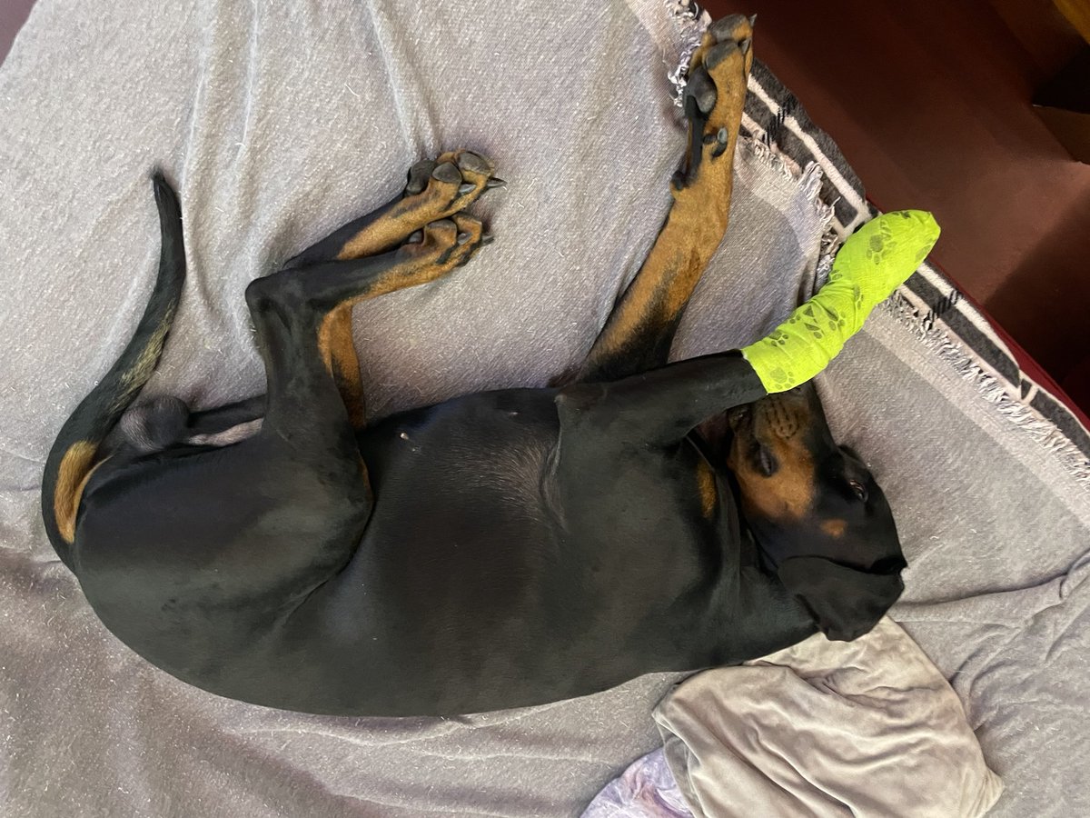 Nervbacke Ares (von und zu Dana immer im Herzen) tweet media