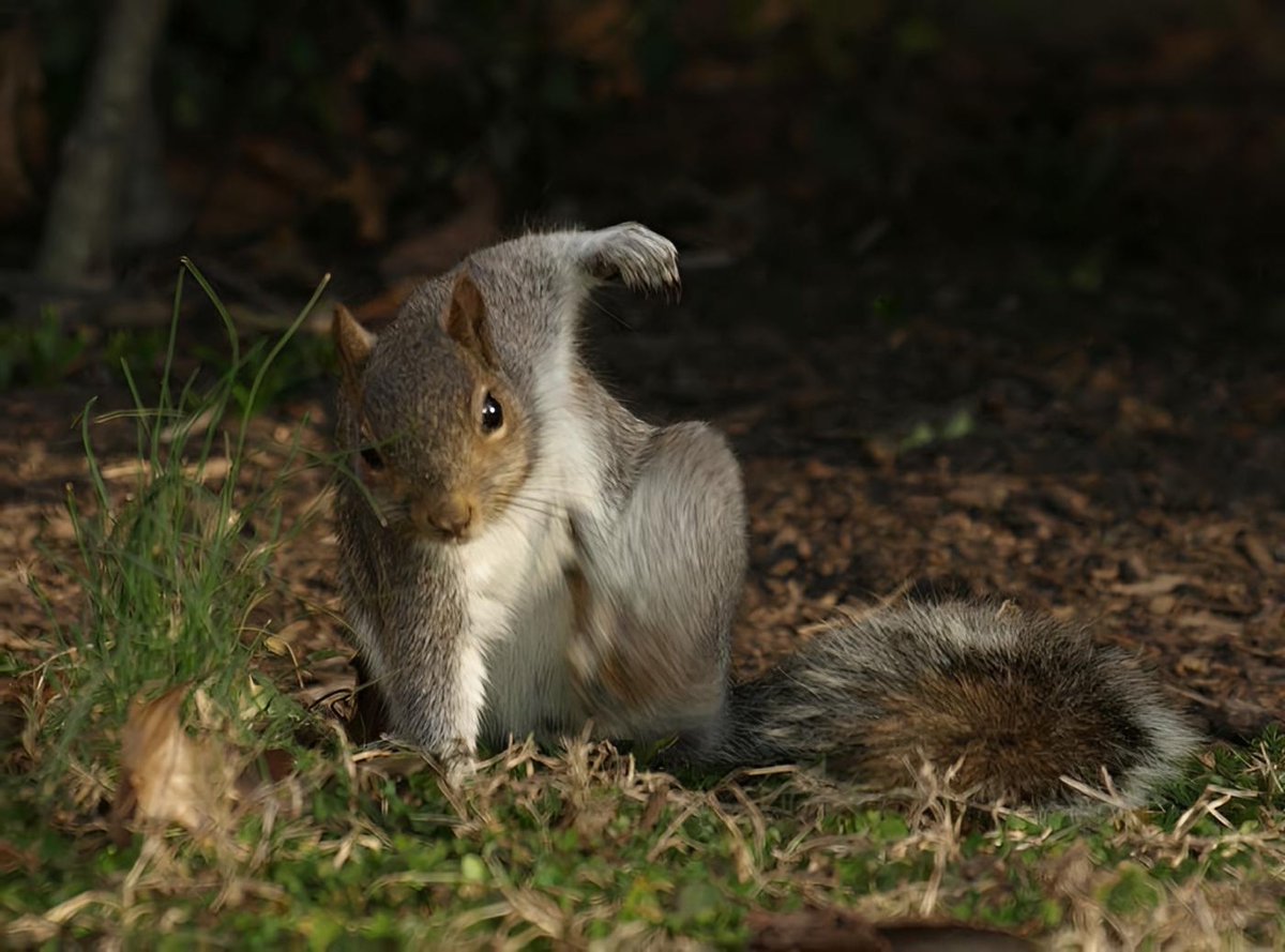 Lo mejor que he visto esta semana es que cuando las ardillas caen, aterrizan como superhéroes 🦸‍♂️