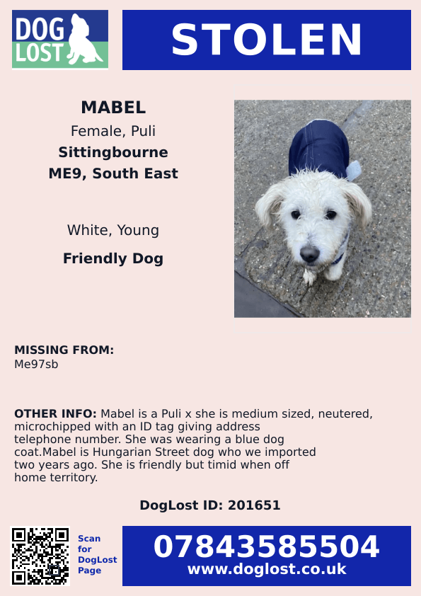 UPDATED TO #STOLEN

🆘8 JAN 2026 #Lost Mabel #ScanMe 
Puli Cross Female (Hungarian Street dog) 
Hazel Street #Stockbury #Sittingbourne #Kent #ME9 doglost.co.uk/dog/201651